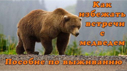 Как избежать встречи с медведем
