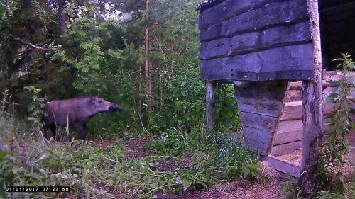 ФОТО ЛОВУШКА КАБАН ПРИШЕЛ ПОКУШАТЬ . НЕМНОГО ДИКОЙ ПРИРОДЫ В ЛЕТНИЙ СЕЗОН ...