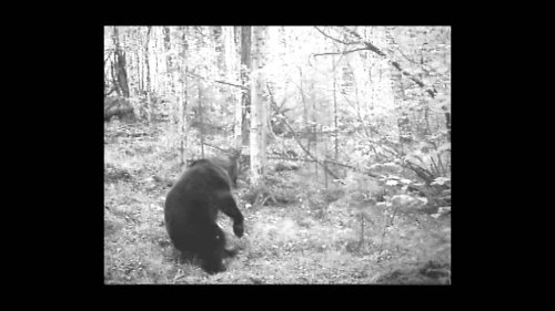 медведь гагнам стайл