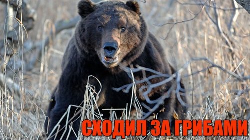 Чуть в штаны не наложил. Пошел за грибами наткнулся на медведей