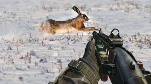 Охота на зайца 2017-2018