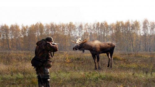 картинки про охоту на лося