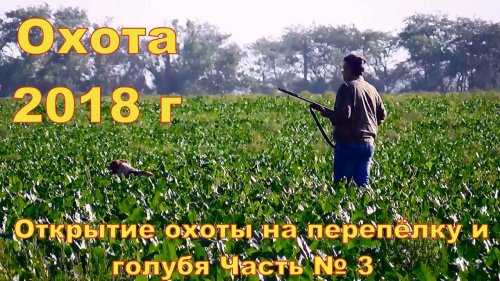 Открытие охоты на перепёлку и голубя  сезон 2018 г  Часть № 3