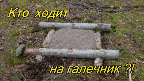 Кто ходит на галечник?! Кадры с фотоловушки!