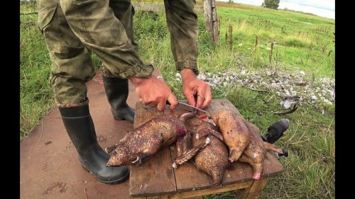 Разделка уток, щипание, опаливание на бензиновой лампе, чистка уток.