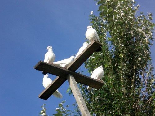 Мирные птицы.