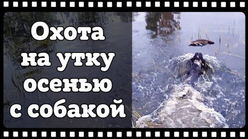 Охота на утку с собакой. Открытие сезона осенней охоты 2018.