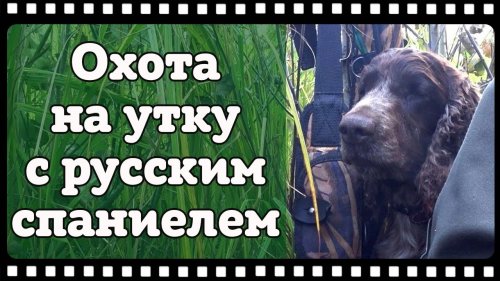 Осеняя охота на утку с русским охотничьим спаниелем.