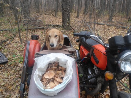 Поехали уже ,туда где зайцы а не грибы.