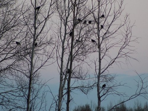 Охоты суть.