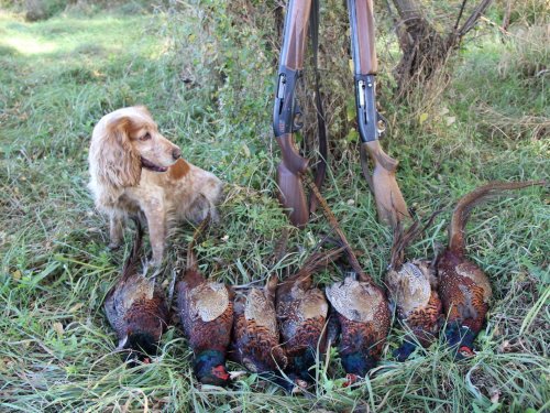 Открытие охоты на фазана
