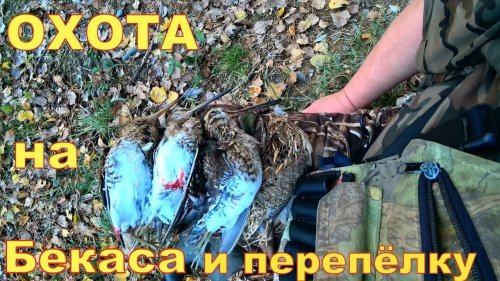 Охота на бекаса и перепёлку