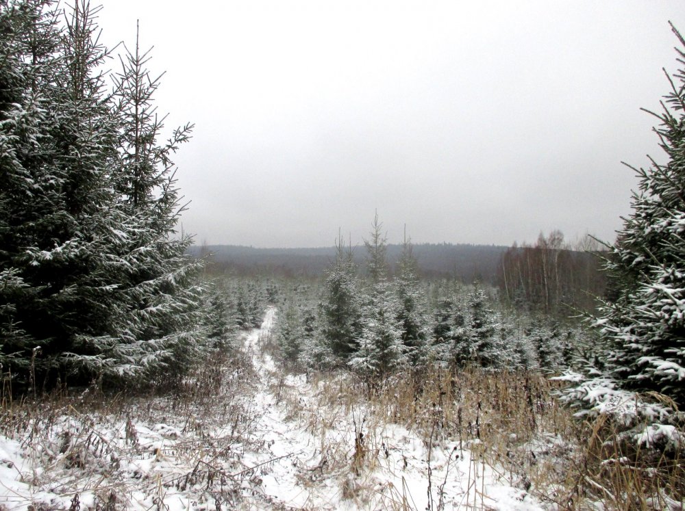 Дорожка в лес