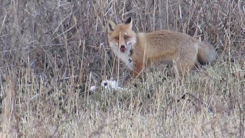 Fox attacks Goose!Преступление и Наказание!