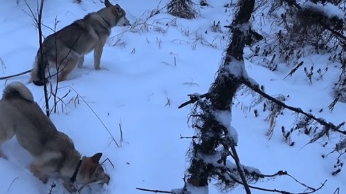 Ночевка в тайге без избы. Лайки первый раз в лесу