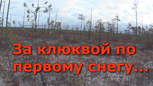 За клюквой на болото по первому снегу. Ягода клюква.Как собирают клюкву.