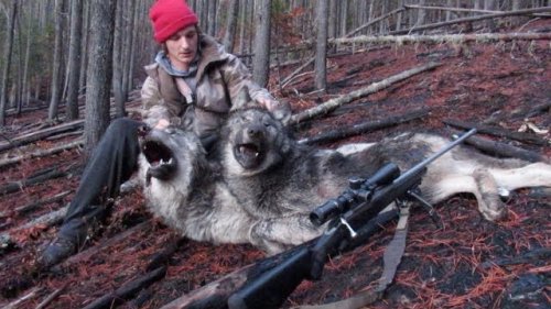 2018 North Idaho Wolf Hunting Brandon Pitcher