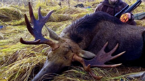 Охота на лося. Команда попала в цель. Moose hunting.