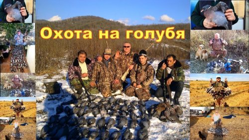 Охота на голубя