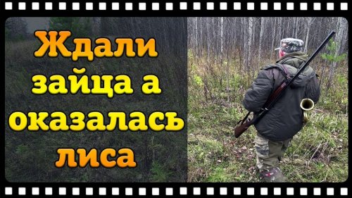 Задор поставил лису под выстрел. Нагонка молодого выжлеца Русской гончей.