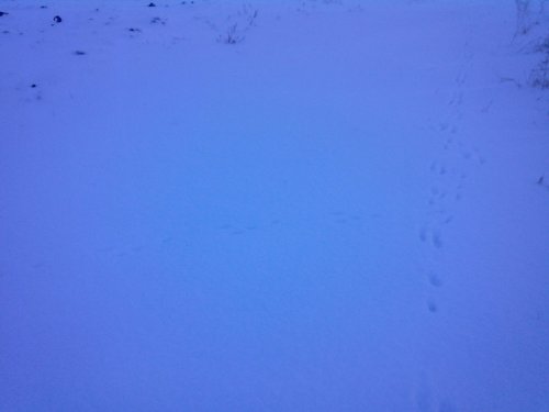 На охоте.День третий