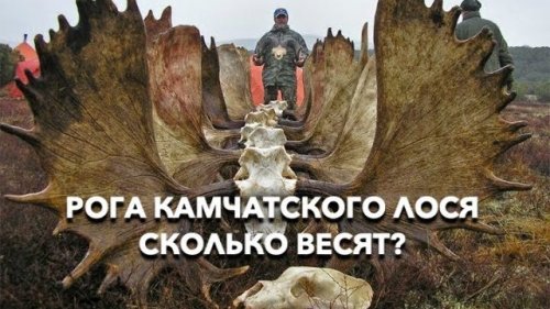 Рога камчатского лося. Сколько весят?