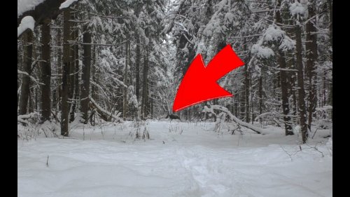 ЭКСКЛЮЗИВ, в погоне за лосем!!!