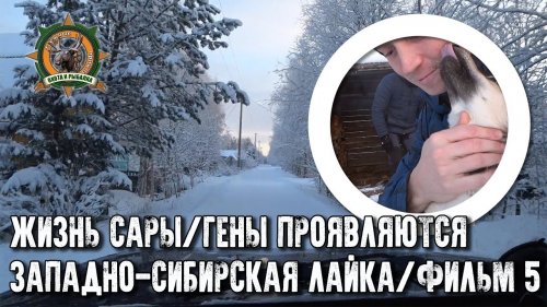 Жизнь Сары/Западно-сибирская лайка/фильм5/Гены проявляются!