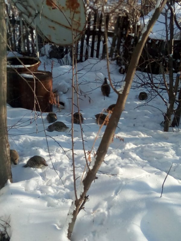 Маркаколь