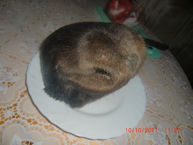 Любите ли вы лосиные губы?: p_syutkin — LiveJournal Любите ли вы лосиные губы?