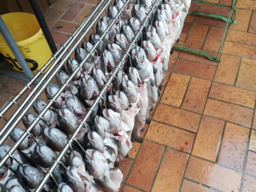 Один день в обществе