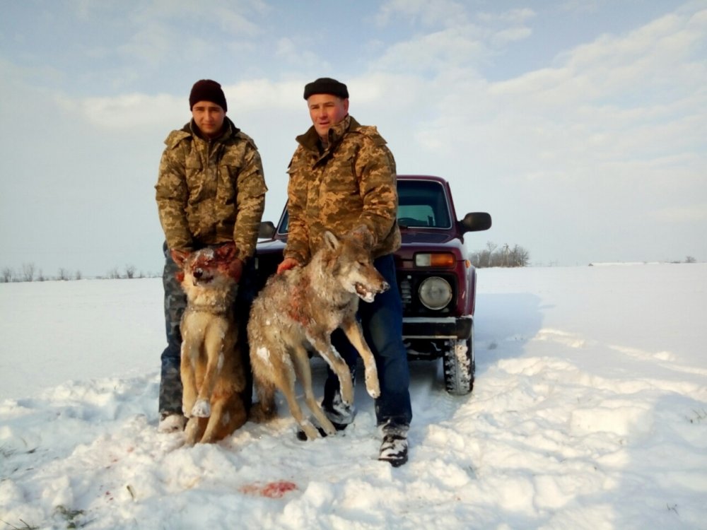 охота на волка зимой