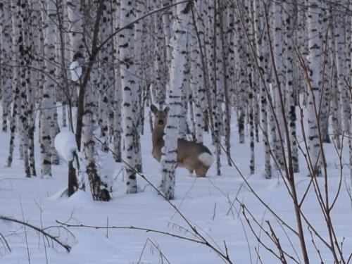 Козлик.