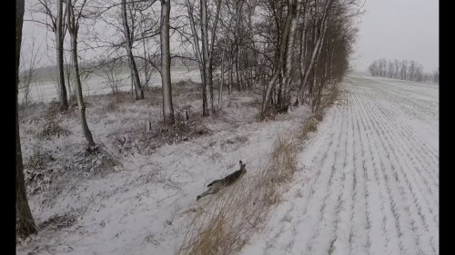 Охота на зайца. По снегу  с дратхааром