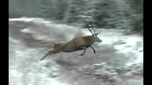 видео об охоте