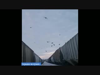 Голод не тетка