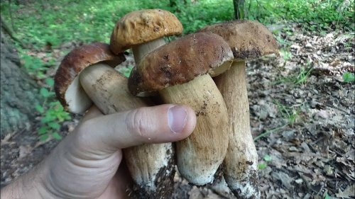 За белыми грибами 2018. Грибы в августе.