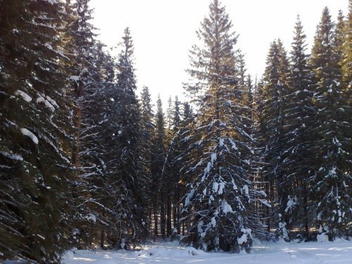 Февральский лес