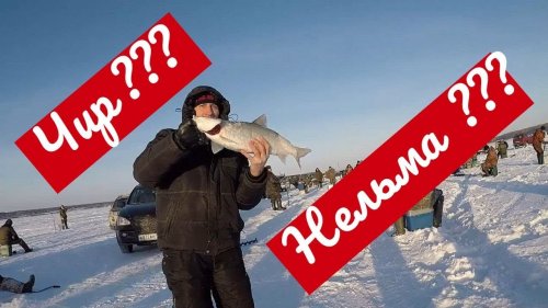 Нельма или Чир поймался на Обском море. Зимняя рыбалка в районе Спирино