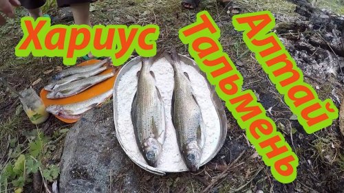 Жарим Хариуса с Черникой на Озере Тальмень в Горном Алтае