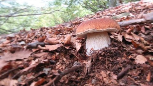 За грибами, Поиск грибных мест.
