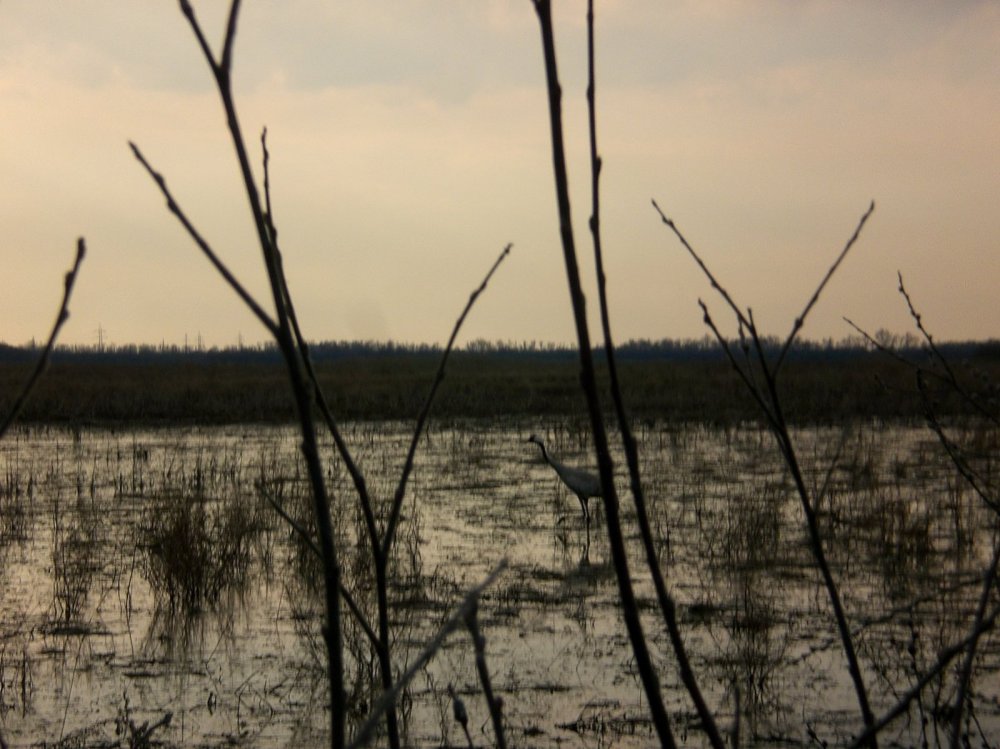 Журавль