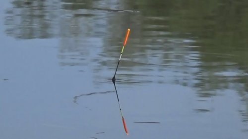 Поклевки карася крупным планом, memancing