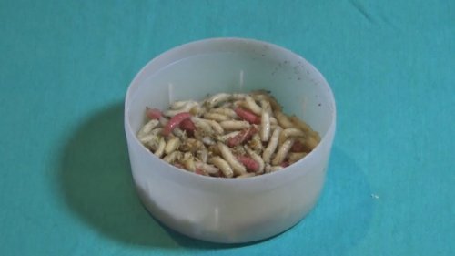 Как сделать опарыш ПЛАВАЮЩИМ секретный способ.   fishing bait