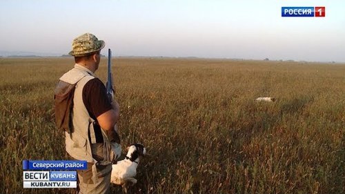 Сезон охоты: как готовят к соревнованиям охотничьих собак
