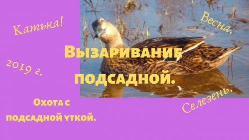 Вызаривание подсадной утки.