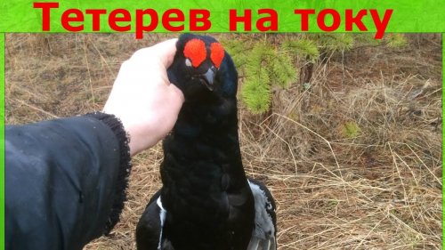 Охота на тетерева на току 2019