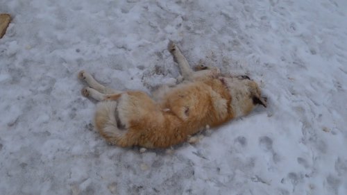 СОБАКА И ВОРОН, ВЕСЕННИЕ ЖМУРИКИ! НЕ ПОВЕЗЛО!