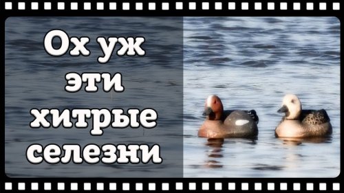Охота на селезня весной с чучелами и подсадными утками.