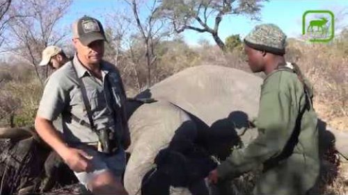 Охота на слона в Зимбабве. Точные выстрелы